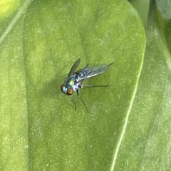 Condylostylus pruinosus