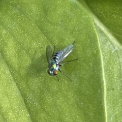 Condylostylus pruinosus