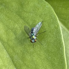 Condylostylus pruinosus