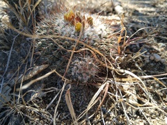 Mammillaria petrophila petrophila