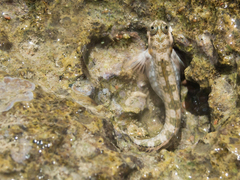 Blenniidae