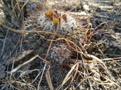Mammillaria petrophila petrophila