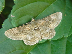 Cleora repulsaria