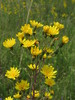 Toxic Hawkweed - Photo (c) alex_pol_64, some rights reserved (CC BY-NC)