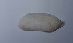 Pholas dactylus image