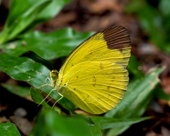 Eurema sari