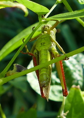 Melanoplus yarrowii