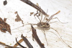 Platybunus pinetorum
