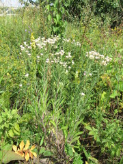 Erigeron acris podolicus