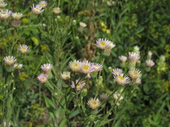 Erigeron acris podolicus
