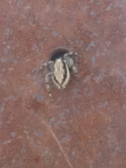 Menemerus bivittatus