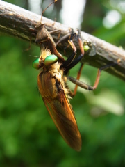 Cophinopoda chinensis
