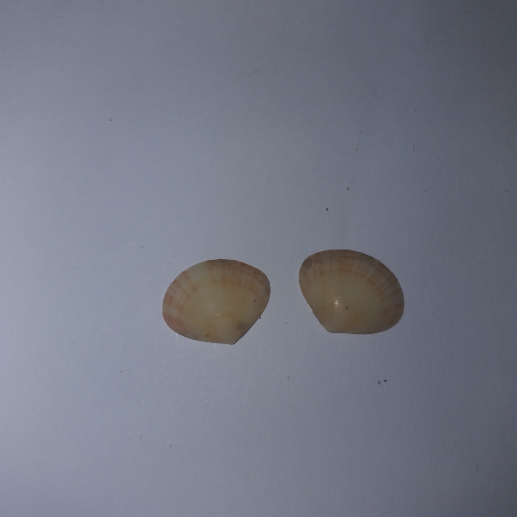 Arcopella
