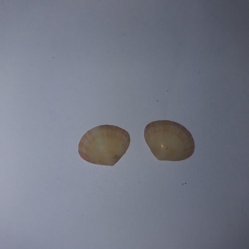 Representative image of Arcopella