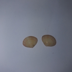 Arcopella balaustina