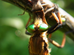 Cophinopoda chinensis