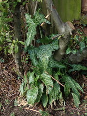 Arum italicum italicum