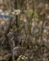 Tiedemannia filiformis image