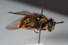 Callicera