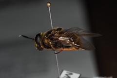 Callicera