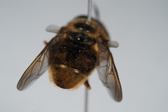 Callicera