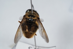 Callicera