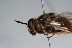 Callicera