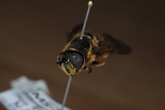 Callicera