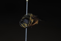 Callicera