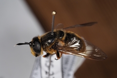 Callicera