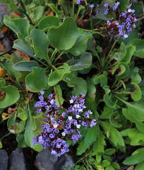 Limonium frutescens