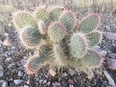 Opuntia diploursina