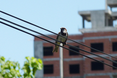 Passer domesticus