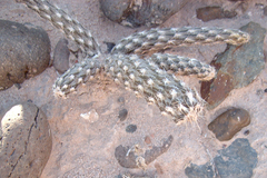 Pterocactus tuberosus