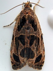 Olethreutes tilianum
