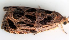Olethreutes tilianum