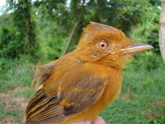 Cnipodectes superrufus