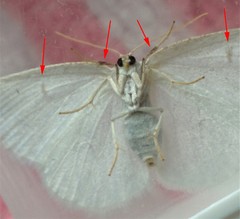 Protitame virginalis