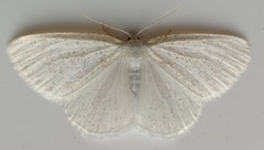 Protitame virginalis