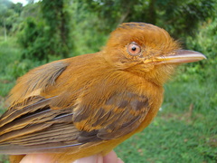 Cnipodectes superrufus