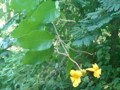 Adenocalymma inundatum