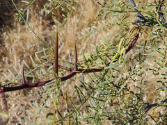 Prosopis alpataco