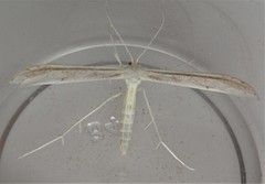 Hellinsia homodactylus