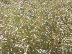 Atriplex lampa