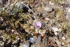 Sphaeralcea mendocina
