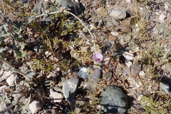Sphaeralcea mendocina