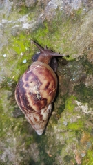 Lissachatina fulica