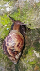 Lissachatina fulica