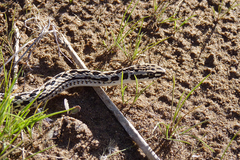 Philodryas psammophidea