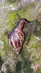 Lissachatina fulica